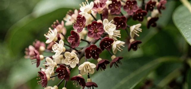 Le pittosporum kohuhu est-il vraiment parfumé ? Décryptage de sa floraison